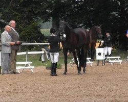 dressage horse Rosenstolz 111 (Oldenburg, 2010, from Rosengold)