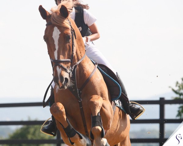 jumper Amuid (KWPN (Royal Dutch Sporthorse), 2005, from Guidam)