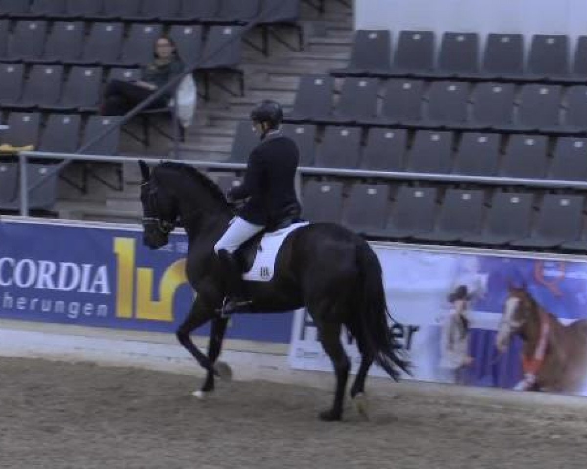 stallion Friendscout 2 (Oldenburg, 2011, from Fürst Fugger)