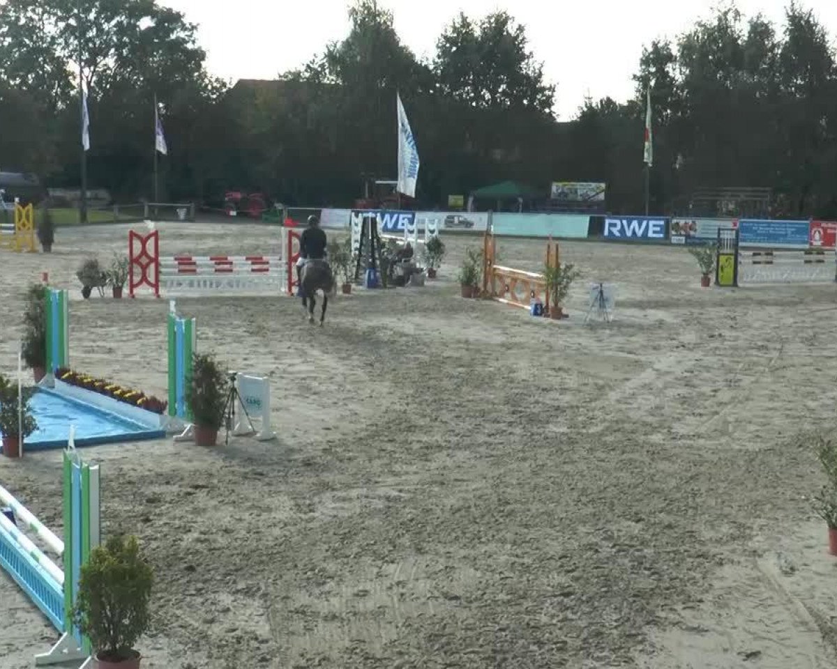 jumper Cerduso (Oldenburg show jumper, 2009, from Cero)