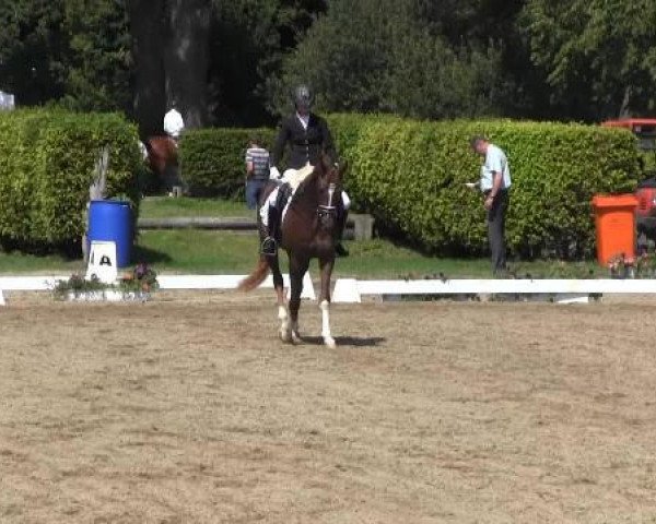 dressage horse Violetta 74 (Westphalian, 2011)