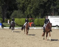 dressage horse Bonfire Heart ML (Westphalian, 2011, from Basic)