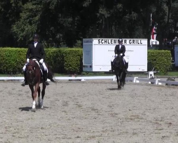 dressage horse Doc Hudson M (Westphalian, 2010, from Dresemann)