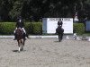 dressage horse Doc Hudson M (Westphalian, 2010, from Dresemann)