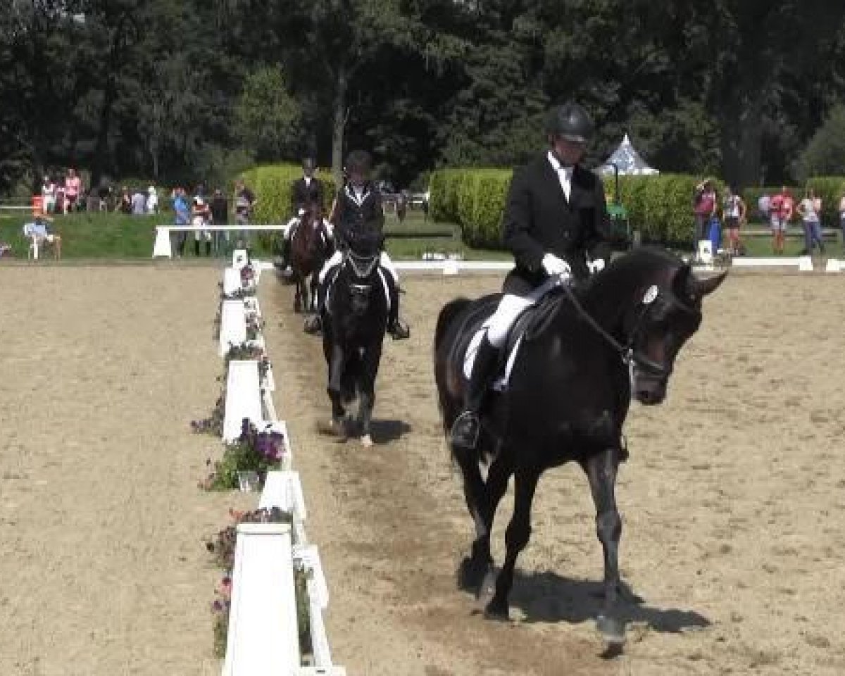 horse Finsbury 2 (Westphalian, 2010, from Fürstenball)