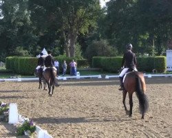 dressage horse Rocky Balboa B (Westphalian, 2010, from Rock Forever NRW)