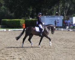 dressage horse Edelstein 40 (Westphalian, 2010, from Ehrentanz I)