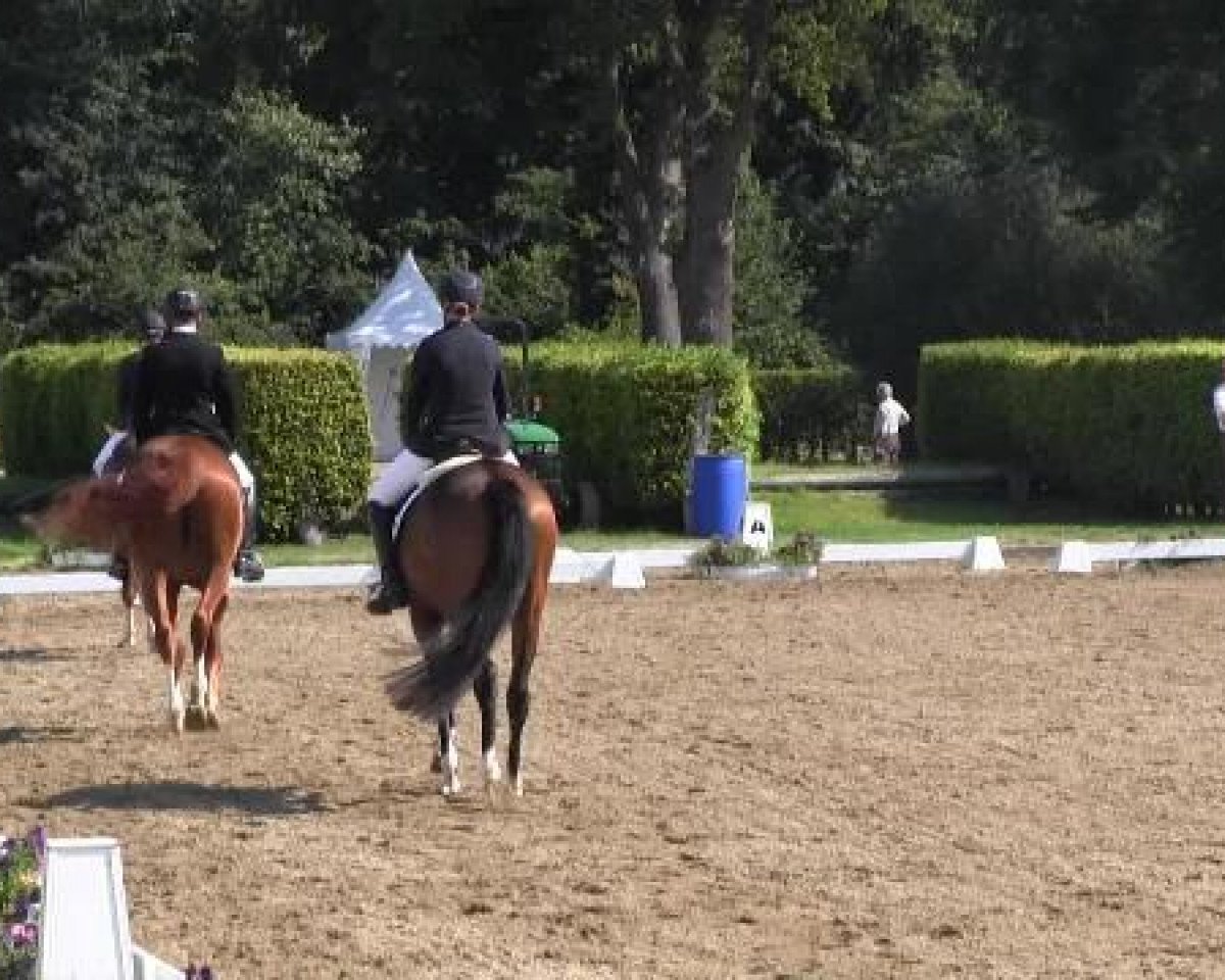 broodmare Fariba (Westphalian, 2010, from Fleury)