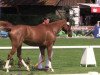 dressage horse Bertonia (Westphalian, 2010, from Blickpunkt 4)