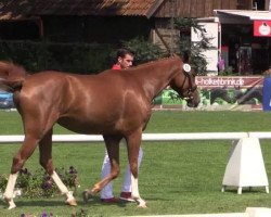 dressage horse Bertonia (Westphalian, 2010, from Blickpunkt 4)