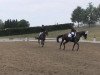 dressage horse Argentina 242 (Trakehner, 2009, from Oliver Twist)