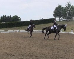 dressage horse Argentina 242 (Trakehner, 2009, from Oliver Twist)