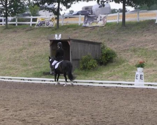 dressage horse Bienchen 17 (unknown, 1996)