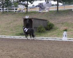 dressage horse Bienchen 17 (unknown, 1996)