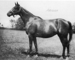 broodmare Armada xx (Thoroughbred, 1924, from Man o' War xx)