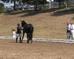 dressage horse Donnerlittchen 52 (Hanoverian, 2010, from Don Frederico)