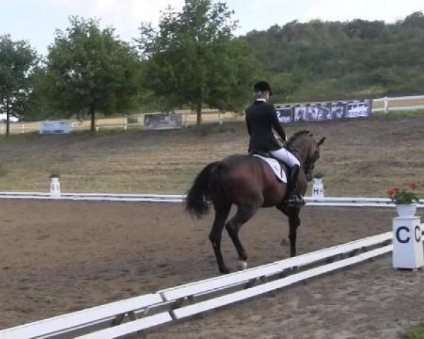 dressage horse Ferrero 37 (Hanoverian, 2011, from Fürst Nymphenburg II)