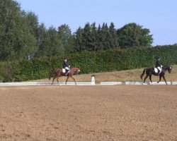 dressage horse Ilaria 3 (Trakehner, 2011, from Hibiskus)