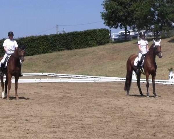 dressage horse Brivio (Westphalian, 2008, from Breitling W)