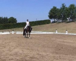 dressage horse Si Belle 2 (Oldenburg, 2009, from Sir Donnerhall I)