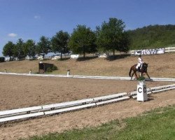 dressage horse Fida for fantasy (Hanoverian, 2009, from Fidertanz)