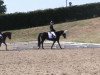 dressage horse San Louis 4 (Oldenburg, 2007, from Sorento OLD)