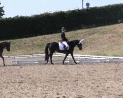 dressage horse San Louis 4 (Oldenburg, 2007, from Sorento OLD)