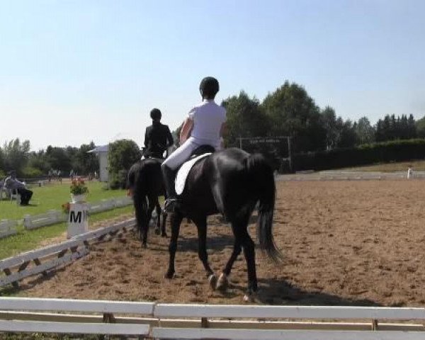 dressage horse Aarina G (Trakehner, 2002, from Distelzar)