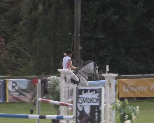 Springpferd Cash 188 (Ungarisches Warmblut, 2004, von Hajnal-23)