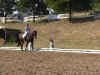 dressage horse Chico 907 (Westphalian, 2007, from Charisma)