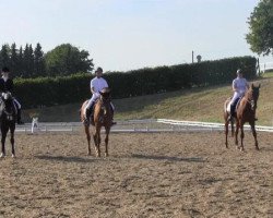 dressage horse Dorina 941 (Westphalian, 2005, from Dancing Dynamite)