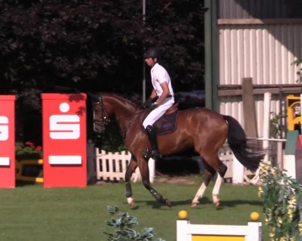 jumper Grappa 82 (Hanoverian, 2010)