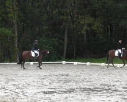 dressage horse For Fantasy 9 (German Sport Horse, 2010, from For Compliment)