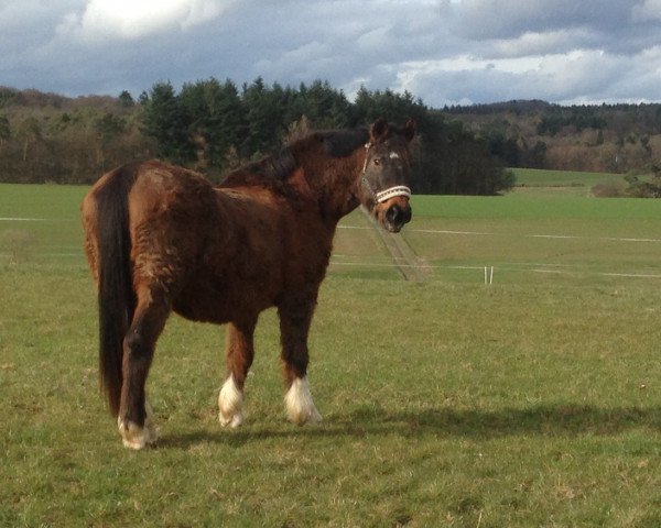 broodmare Rose (Hessian Warmblood, 1990, from Reflektor)