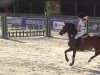 jumper Giada 4 (Italian Warmblood, 2003)