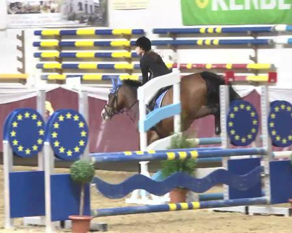 jumper Estelle Zazou (KWPN (Royal Dutch Sporthorse), 2009, from Zazou R)