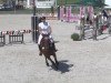 jumper Cassandra 349 (Oldenburg show jumper, 2009, from Champion de Cord)