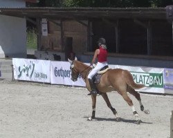 jumper Baron Z (Zangersheide riding horse, 2009, from Balougran)