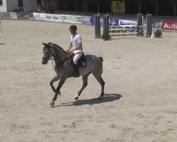 dressage horse Emale (KWPN (Royal Dutch Sporthorse), 2009, from Zacharov Tn)