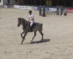 dressage horse Emale (KWPN (Royal Dutch Sporthorse), 2009, from Zacharov Tn)