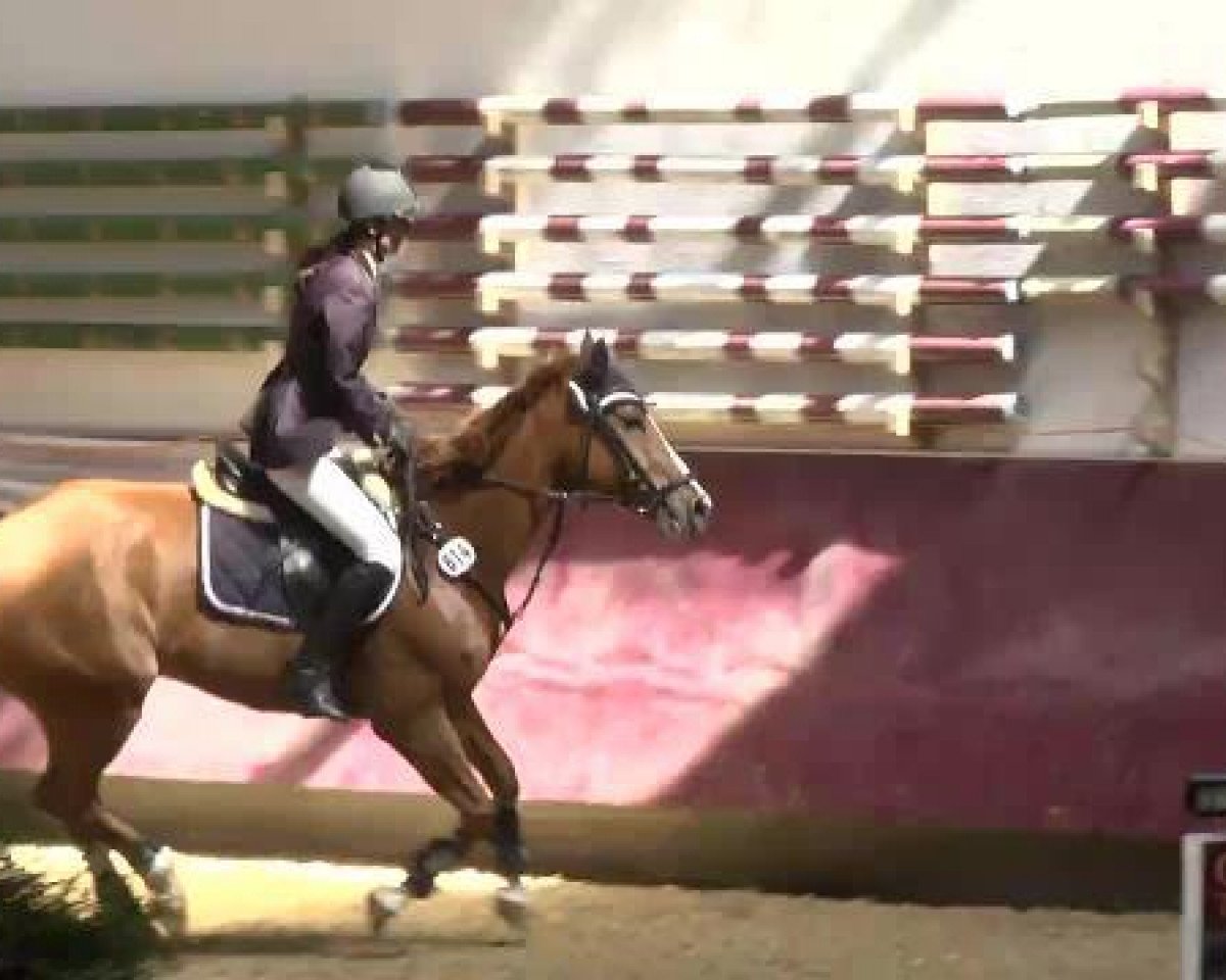 Springpferd Painted Little Paula (Oldenburger, 2009, von Check In 2)