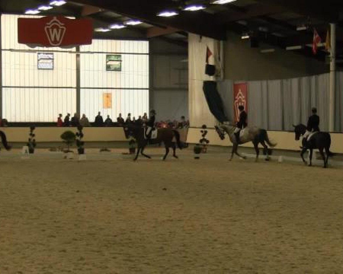 dressage horse Quinta Essentia (Westphalian, 2008, from Quinta Real)