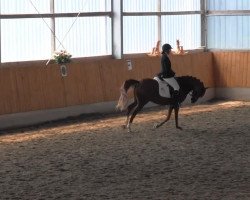 dressage horse Fräulein Bella (Westphalian, 2010, from Blickpunkt 4)