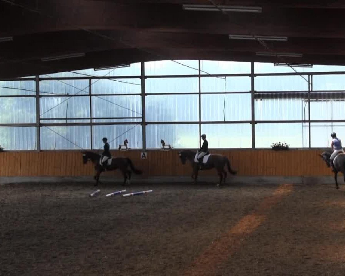 broodmare Blümchen 165 (Westphalian, 2010, from Blickpunkt 4)