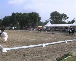 Springpferd Tabaluga Star (Deutsches Reitpferd, 2011, von Timberland)