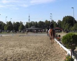 dressage horse Mensajero (Pura Raza Espanola (PRE), 2005, from Divino IX)