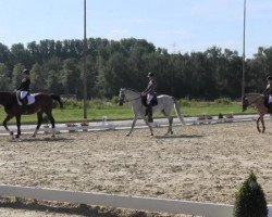 dressage horse Avilo (Pura Raza Espanola (PRE), 2005, from Manijero IV)