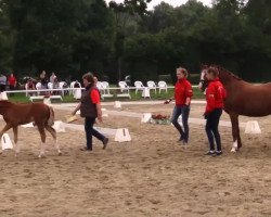 dressage horse Stute von Ampere (Westphalian, 2011, from Ampère)