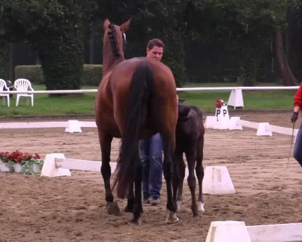 dressage horse Hengst von All at once (Westphalian, 2014, from All At Once)