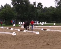 dressage horse Esmeralda G (Westphalian, 2014, from Escolar)